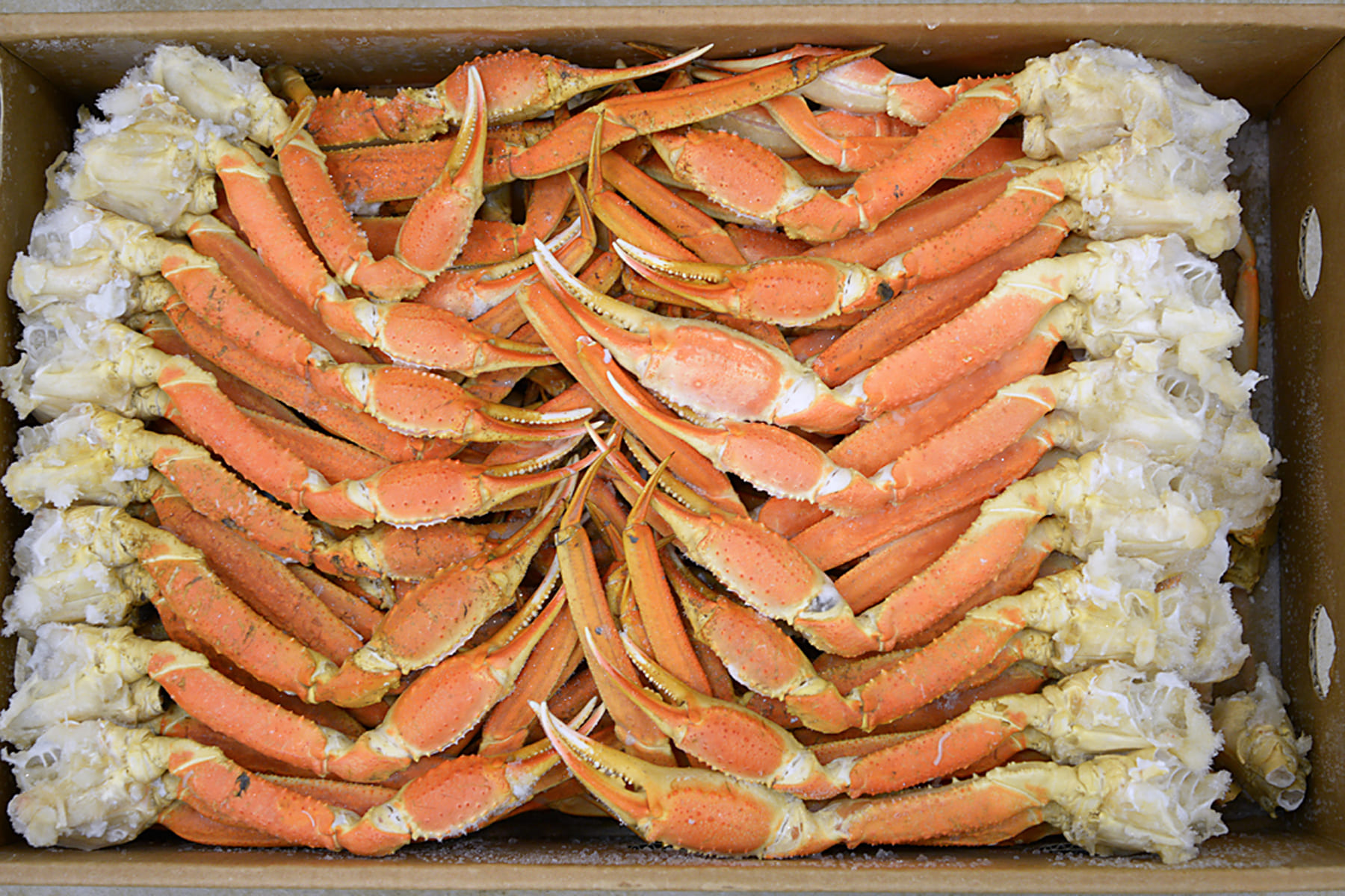 Frozen boiled snow crab section